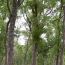 Awareness campaign on REDD+ at south kordfan