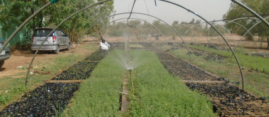 Awareness campaign on REDD+ at White Nile state